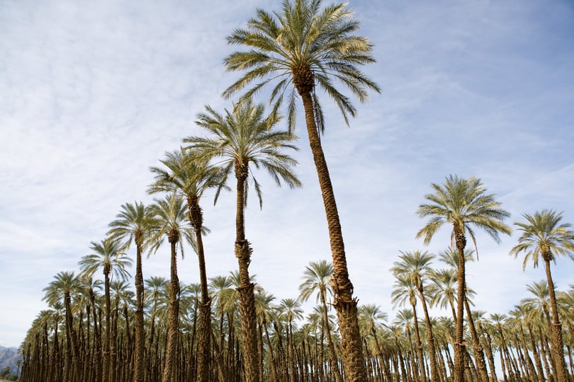 date palm farm