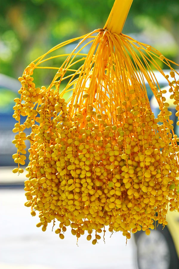 Date palm tree with dates