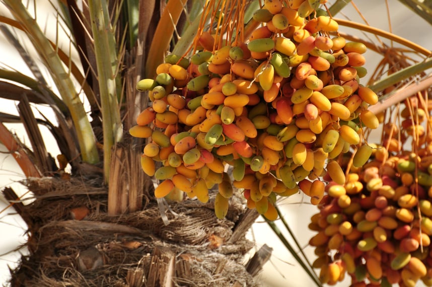 Date palm