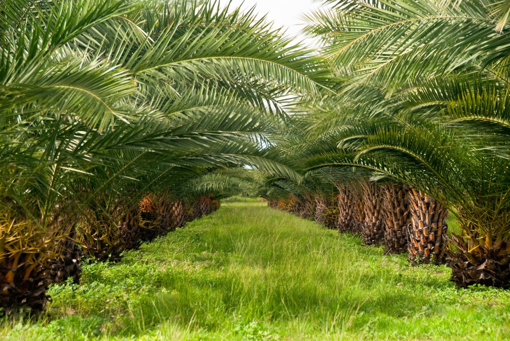 Date Palms